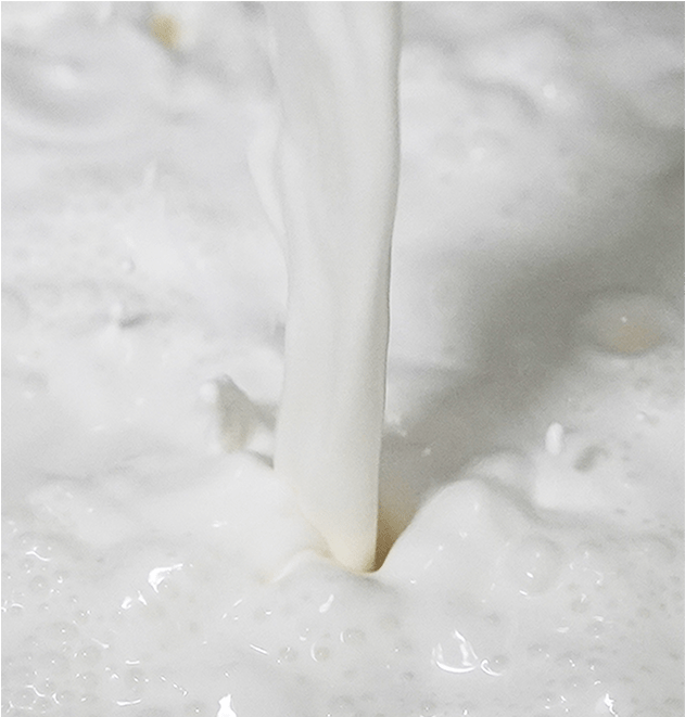 beluga